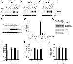 beta Amyloid Antibody in ELISA (ELISA)