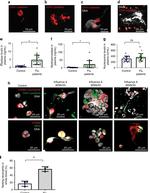 CD41a Monoclonal Antibody (eBioMWReg30 (MWReg30)), Functional Grade, eBioscience™
