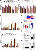 PYK2 Antibody in Western Blot (WB)