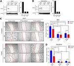 PYK2 Antibody in Western Blot (WB)