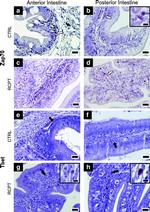 T-bet Antibody in Immunohistochemistry (IHC)