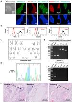 SSEA4 Antibody in Flow Cytometry (Flow)