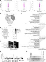 RPL32 Antibody in Western Blot (WB)
