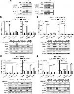 Estrogen Receptor alpha Antibody in Western Blot, Immunoprecipitation (WB, IP)