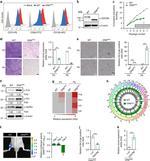 CD105 (Endoglin) Antibody in Flow Cytometry (Flow)