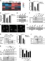 beta Actin Antibody in Western Blot (WB)