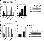 p21 Antibody in Western Blot (WB)
