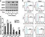 CD144 (VE-cadherin) Antibody in Flow Cytometry (Flow)