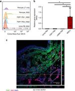 NG2 Antibody in Immunohistochemistry, Immunocytochemistry (IHC, ICC/IF)