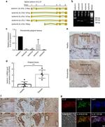 IL-37 Antibody in Immunohistochemistry, Immunocytochemistry (IHC, ICC/IF)