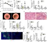 CD3e Antibody in Immunohistochemistry, Immunocytochemistry (IHC, ICC/IF)