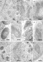 TurboGFP Antibody in Immunomicroscopy (IM)