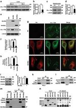RASSF1A Antibody in Western Blot, Immunoprecipitation (WB, IP)