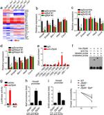 SMARCA1 Antibody in ChIP Assay (ChIP)