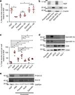 NGF Antibody in Neutralization (Neu)