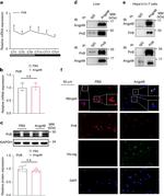 LILRB3 Antibody in Western Blot, Immunohistochemistry, Immunocytochemistry (WB, IHC, ICC/IF)