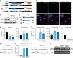 Rbm20 Antibody in Western Blot, Immunocytochemistry (WB, ICC/IF)