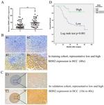 BDH2 Antibody in Immunohistochemistry (IHC)