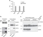 Mycobacterium tuberculosis CFP-10 Antibody in Western Blot (WB)