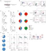 EOMES Antibody in Flow Cytometry (Flow)