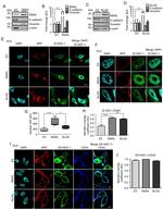 CD138 Antibody in Immunohistochemistry, Immunocytochemistry (IHC, ICC/IF)