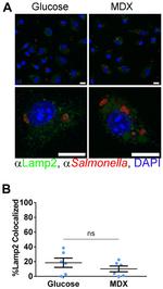 Salmonella Antibody in Immunocytochemistry (ICC/IF)