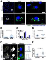 Salmonella Polyclonal Antibody