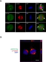 Phospho-Paxillin (Tyr31) Antibody in Immunocytochemistry (ICC/IF)