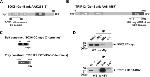 Myc Tag Antibody in Western Blot (WB)