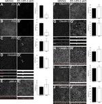 ZO-3 Antibody in Immunocytochemistry (ICC/IF)