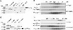 Cyclin C Antibody in Western Blot (WB)
