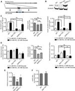 TSSC1 Antibody in Western Blot (WB)