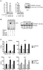 SREBP1 Antibody in Western Blot (WB)