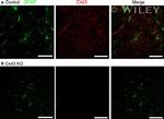Connexin 43 Antibody in Immunohistochemistry (IHC)