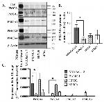 PMCA4 ATPase Antibody in Western Blot (WB)