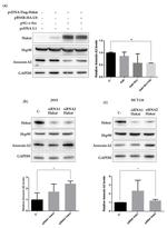CBLL1 Antibody