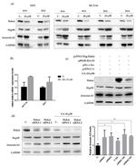 CBLL1 Antibody
