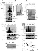 Xpress Antibody in Western Blot (WB)