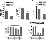 NF2 Antibody in Western Blot (WB)