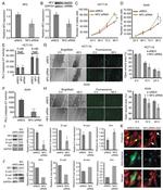 NF2 Antibody in Western Blot (WB)