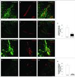 CD31 Antibody in Immunohistochemistry, Immunocytochemistry (IHC, ICC/IF)