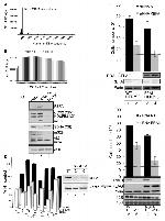 MTCO2 Antibody in Western Blot (WB)