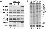 MTCO2 Antibody in Western Blot (WB)