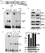 MTCO2 Antibody in Western Blot (WB)