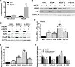 E2F3 Antibody in Western Blot (WB)
