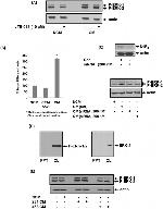 S1PR2 Antibody