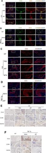 iNOS Antibody in Immunohistochemistry, Immunocytochemistry (IHC, ICC/IF)