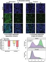 Estrogen Receptor alpha Antibody in Immunocytochemistry (ICC/IF)