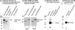 Connexin 36 Antibody in Western Blot (WB)