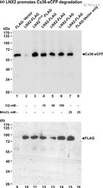Connexin 36 Antibody in Western Blot (WB)